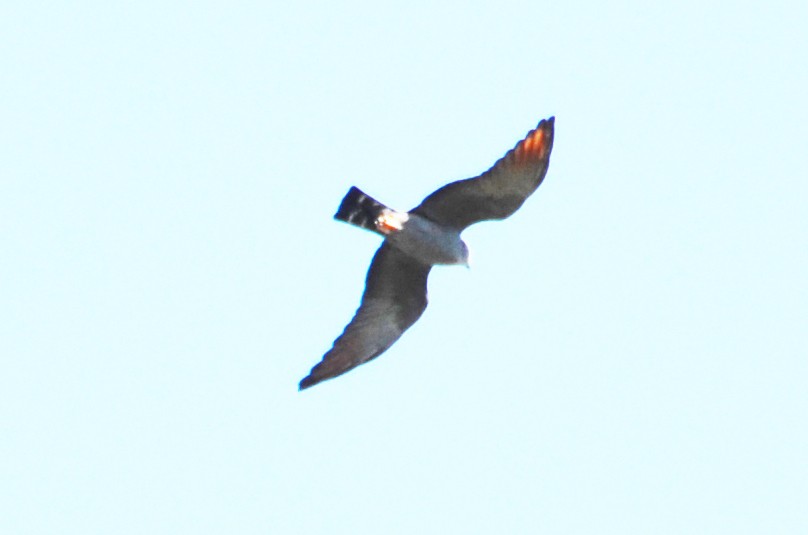 Plumbeous Kite - Mark Golan