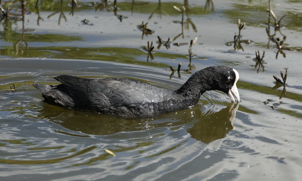 Hawaiian Coot - ML615518058