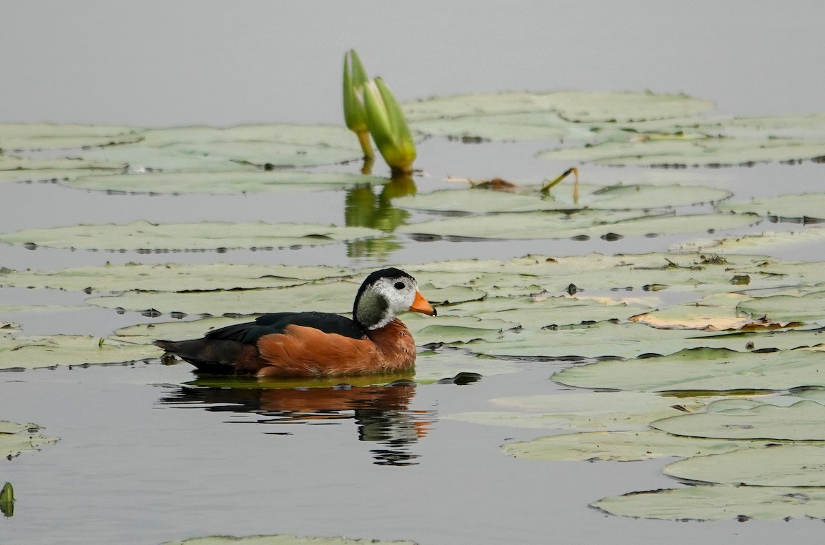 African Pygmy-Goose - ML615518082