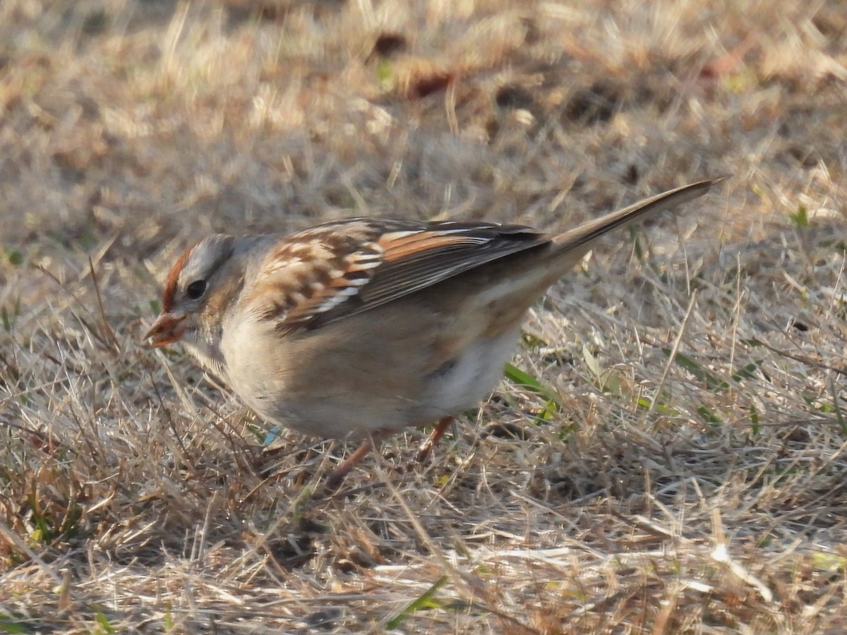 White-crowned Sparrow - Darlene Massey