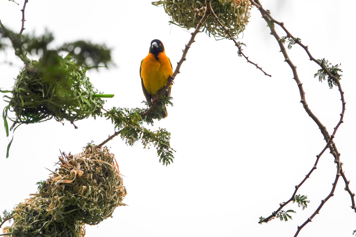 Northern Red Bishop - ML615518199