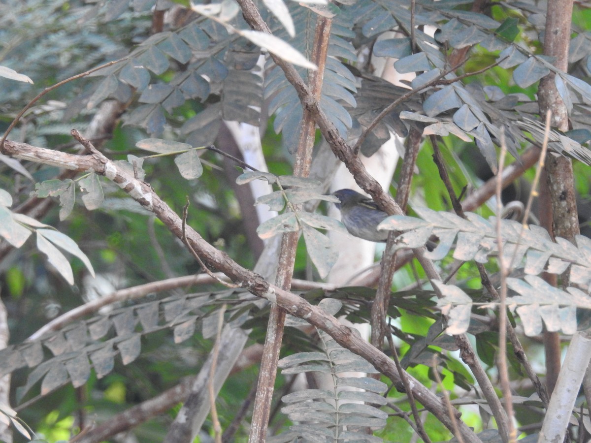 Buff-cheeked Tody-Flycatcher - Raul Afonso Pommer-Barbosa - Amazon Birdwatching
