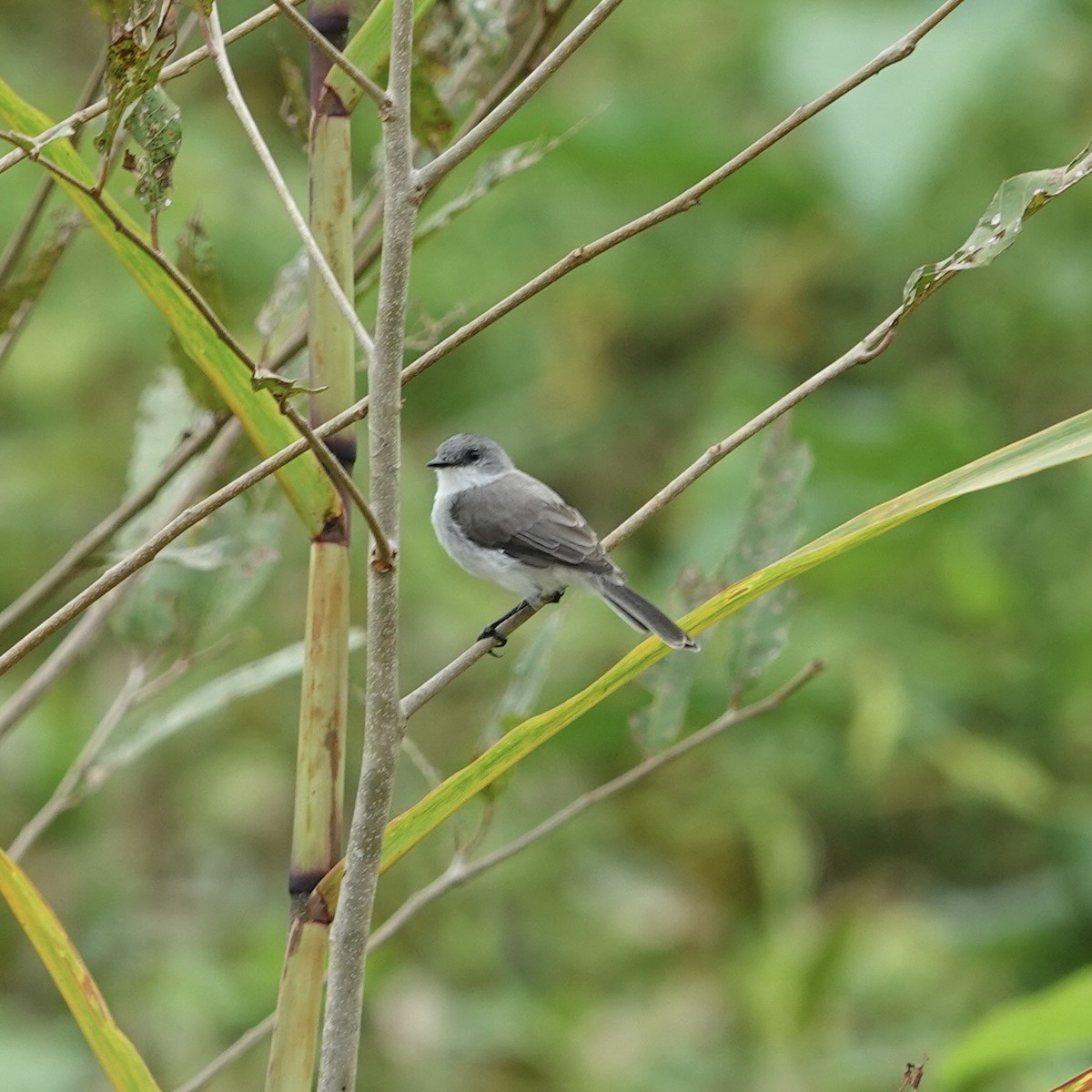 Tyranneau des rivières - ML615518224