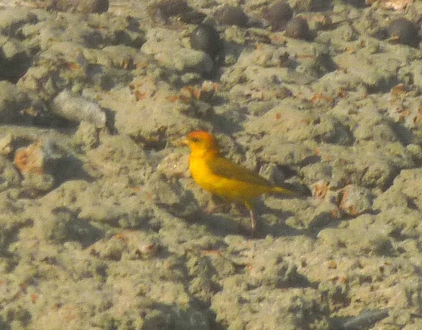 Orange-fronted Yellow-Finch - ML615518292