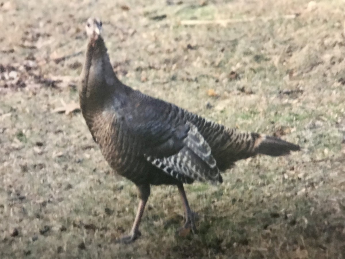 Wild Turkey - ML615518303