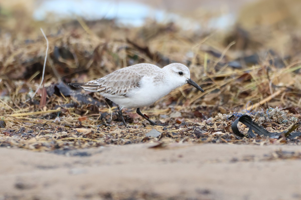 Bécasseau sanderling - ML615518319