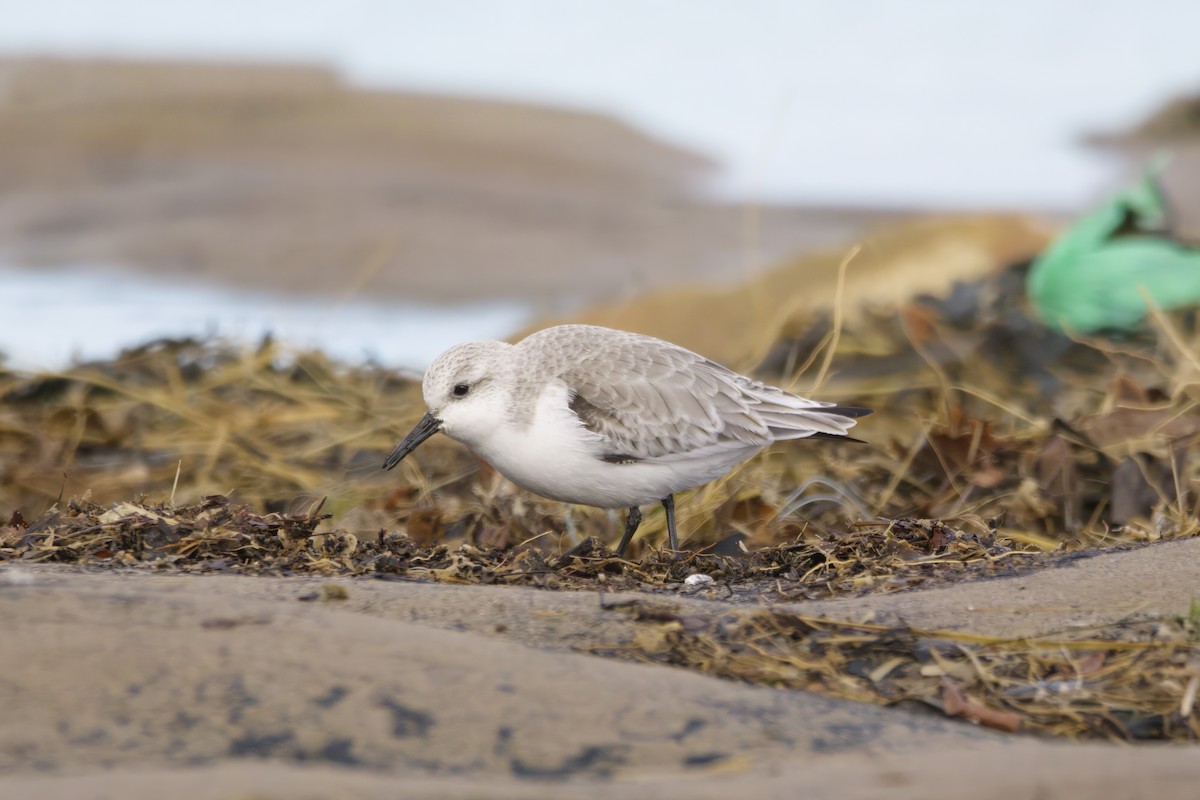 Bécasseau sanderling - ML615518320