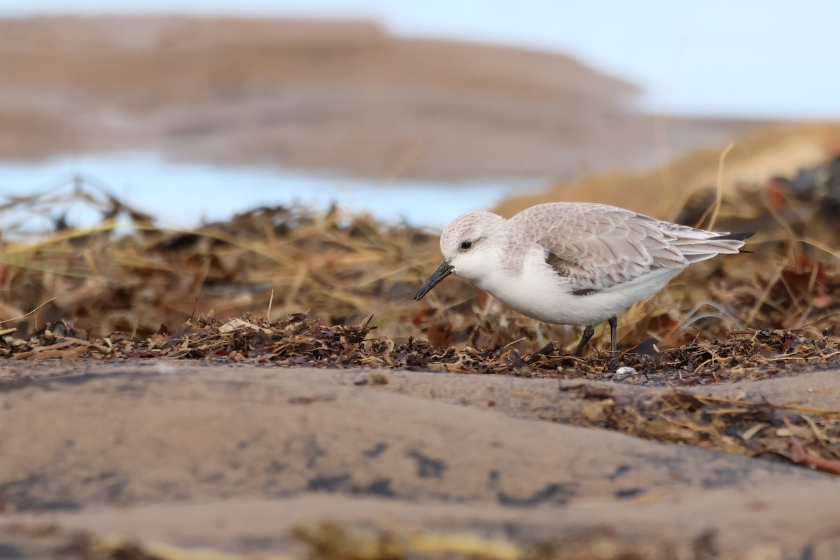 Bécasseau sanderling - ML615518321