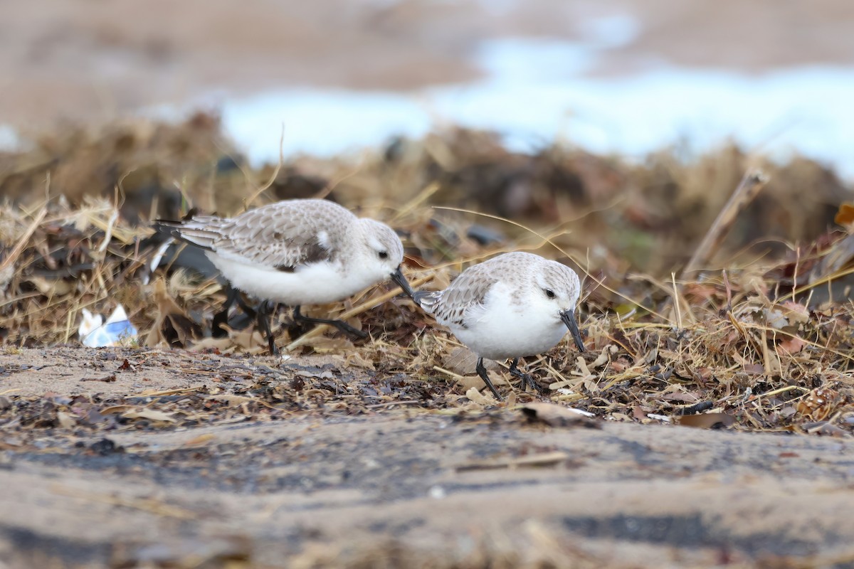 Bécasseau sanderling - ML615518322