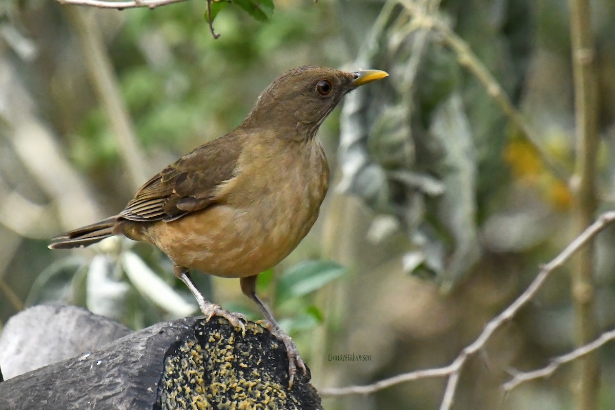 Clay-colored Thrush - ML615518352