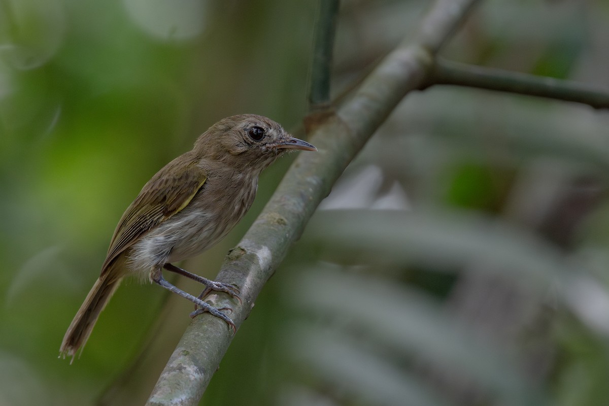 Flammulated Pygmy-Tyrant - Victor Castanho