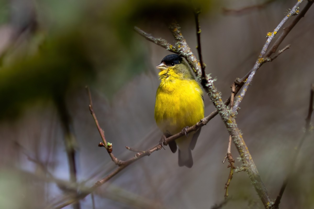 Lesser Goldfinch - ML615518469