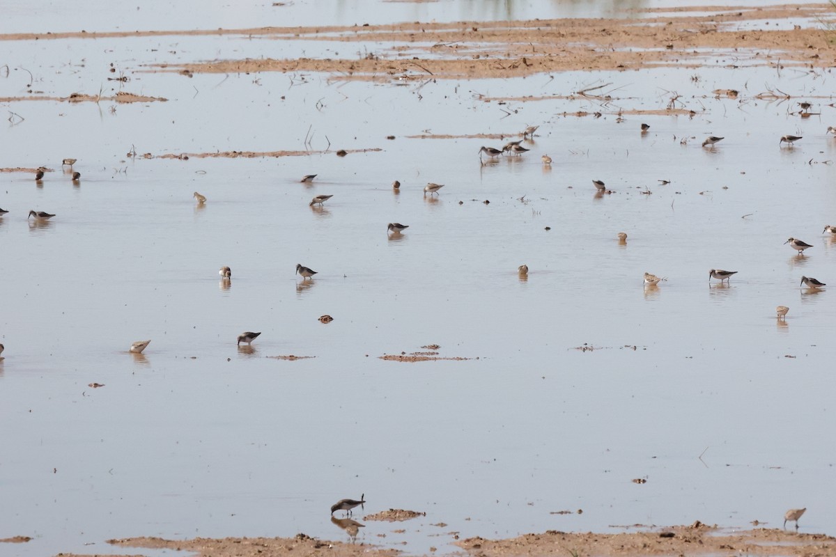 Western Sandpiper - Millie and Peter Thomas