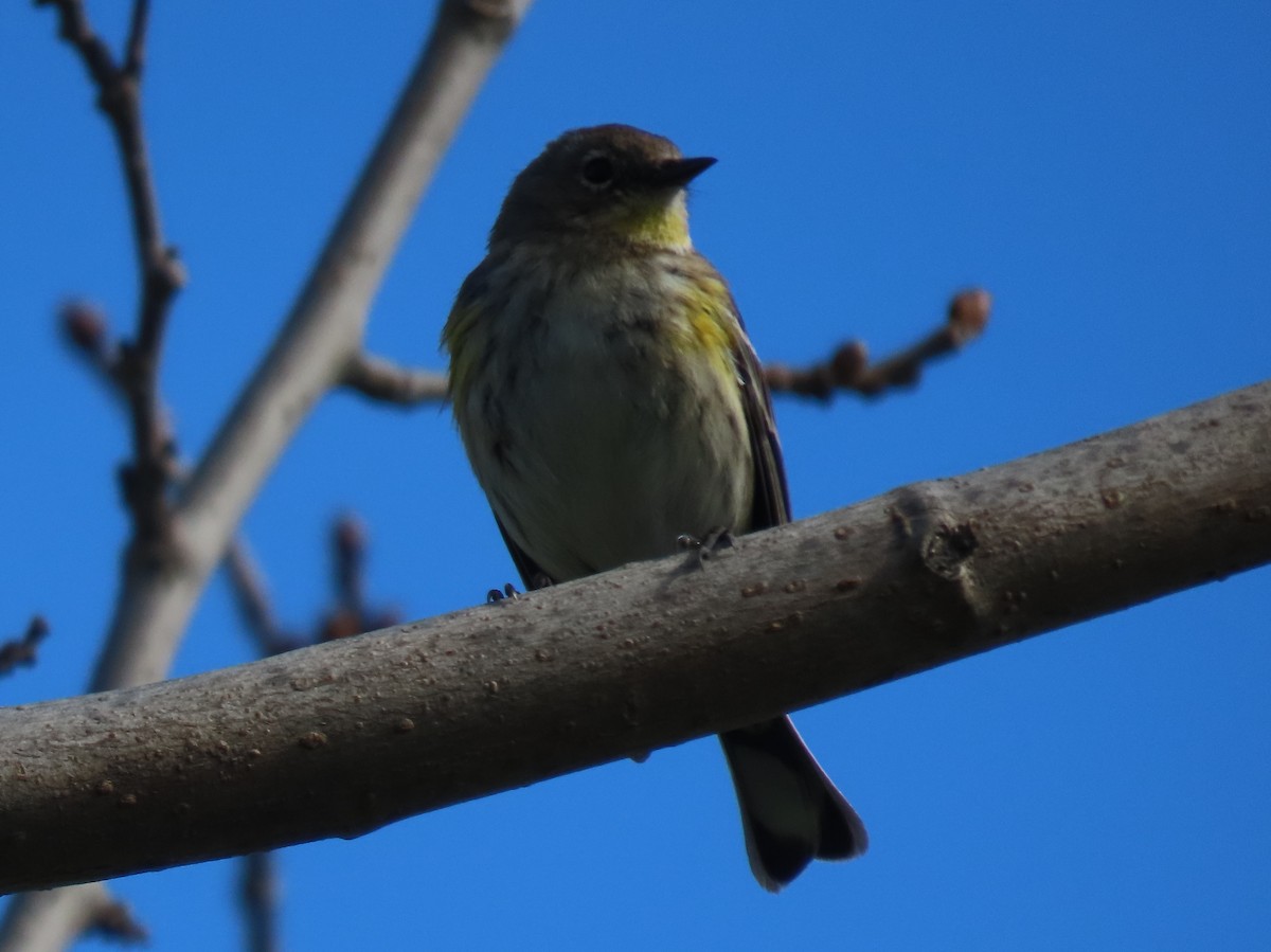 Yellow-rumped Warbler - Donna Bray