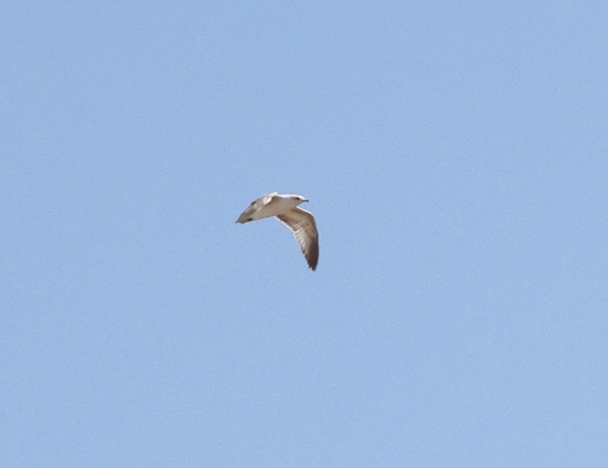 Ring-billed Gull - ML615518550