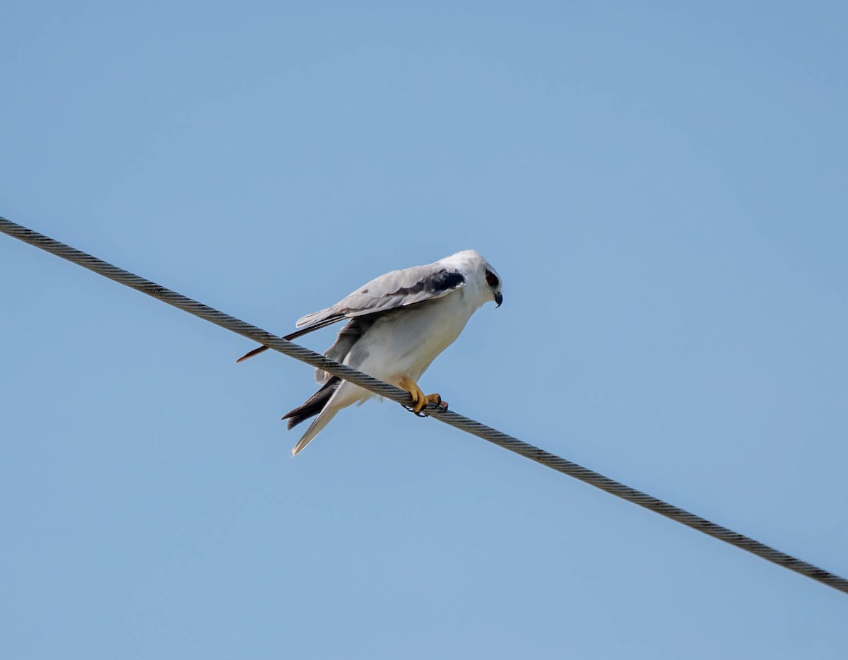 Black-shouldered Kite - Gordon Arthur