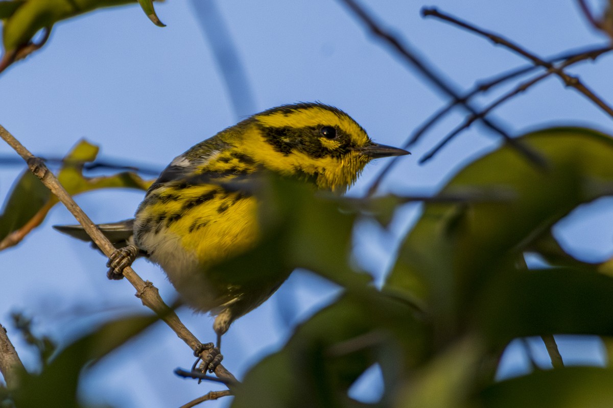 Townsend's Warbler - ML615518618