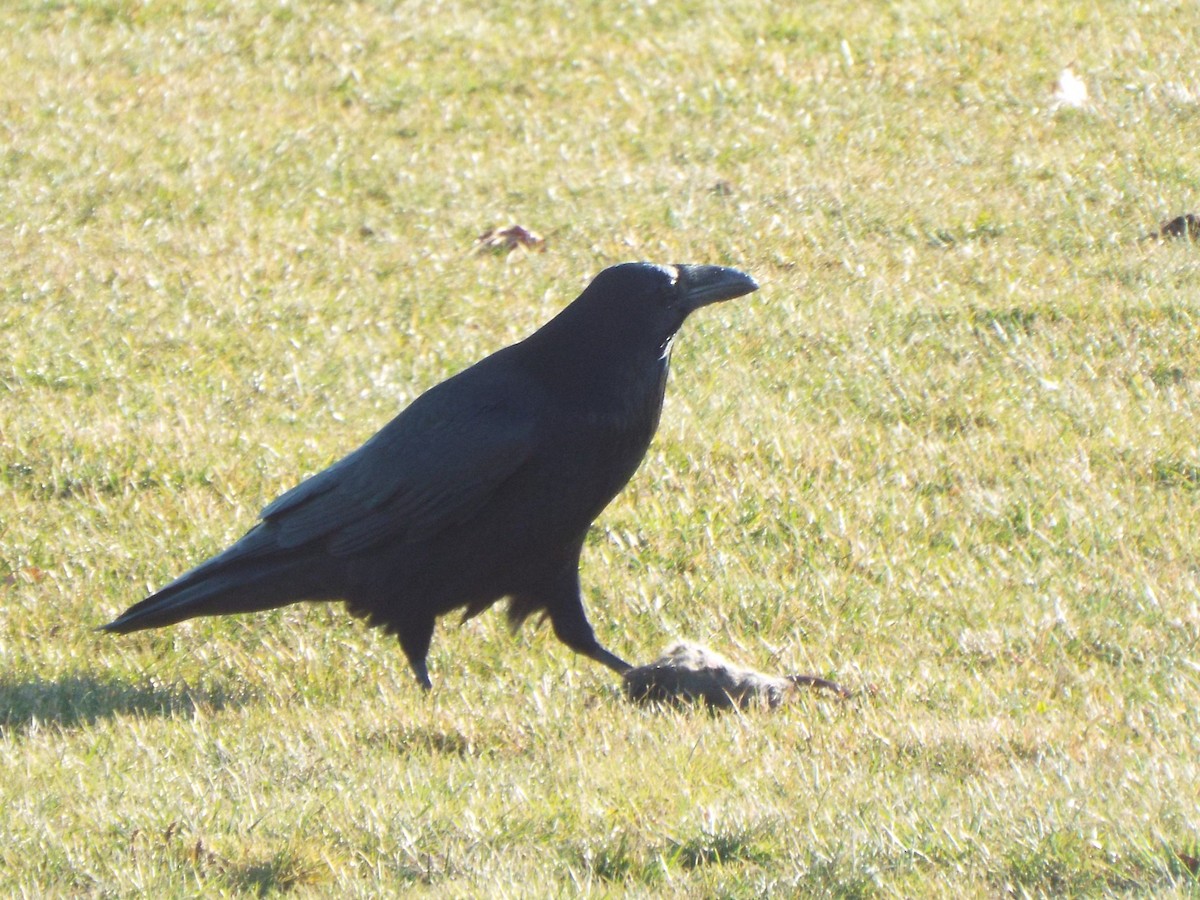 Common Raven - ML615518624