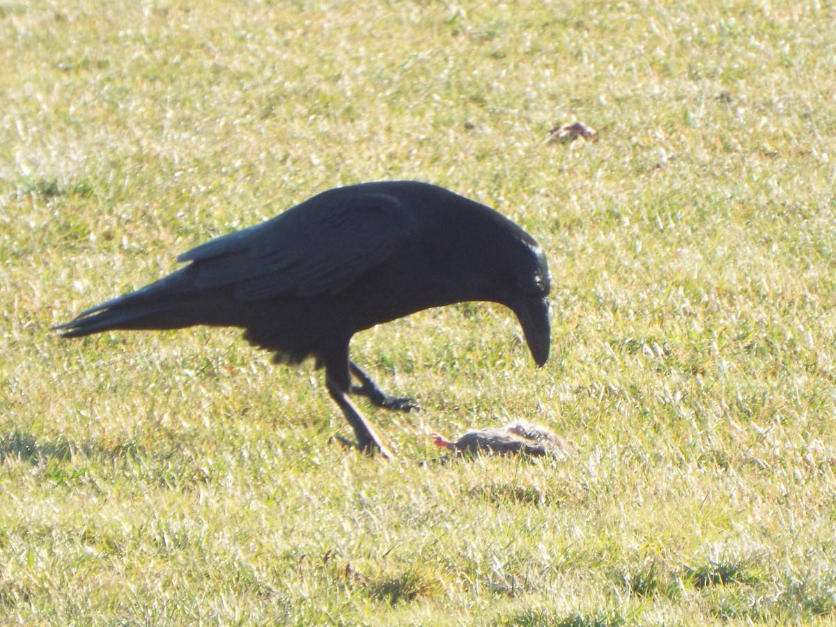 Common Raven - ML615518625