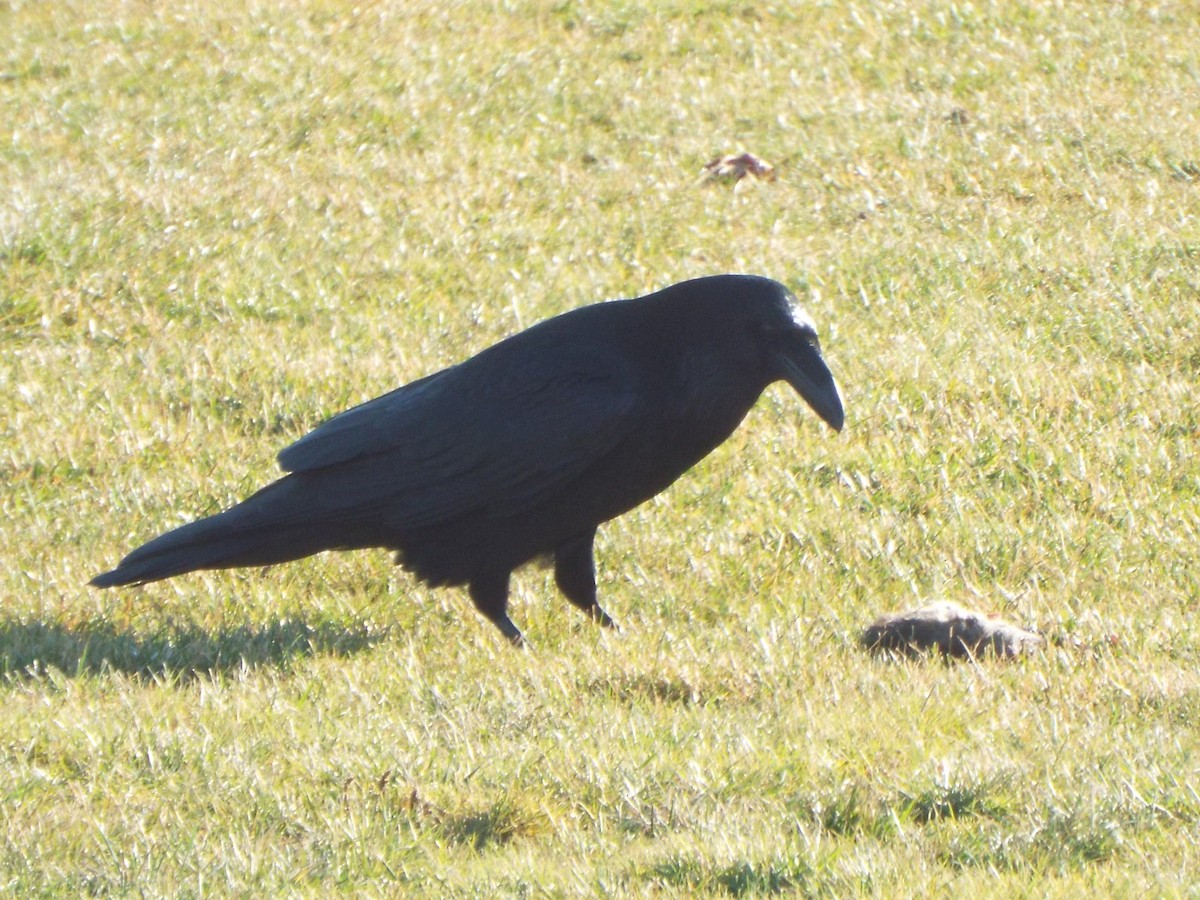 Common Raven - ML615518626