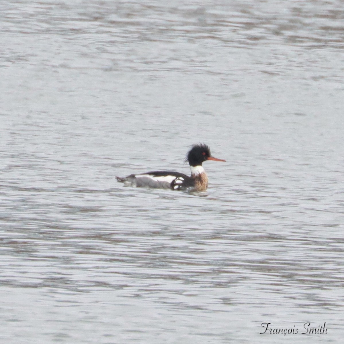 Red-breasted Merganser - ML615518632