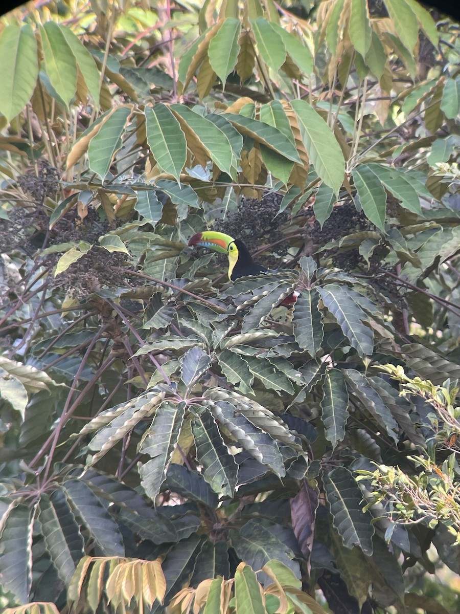 Keel-billed Toucan - ML615518668