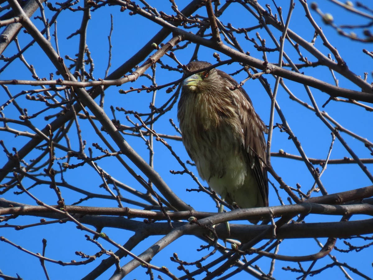 Black-crowned Night Heron - ML615518678