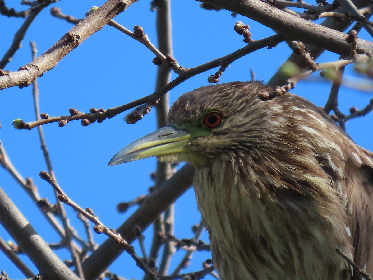 Black-crowned Night Heron - Donna Bray