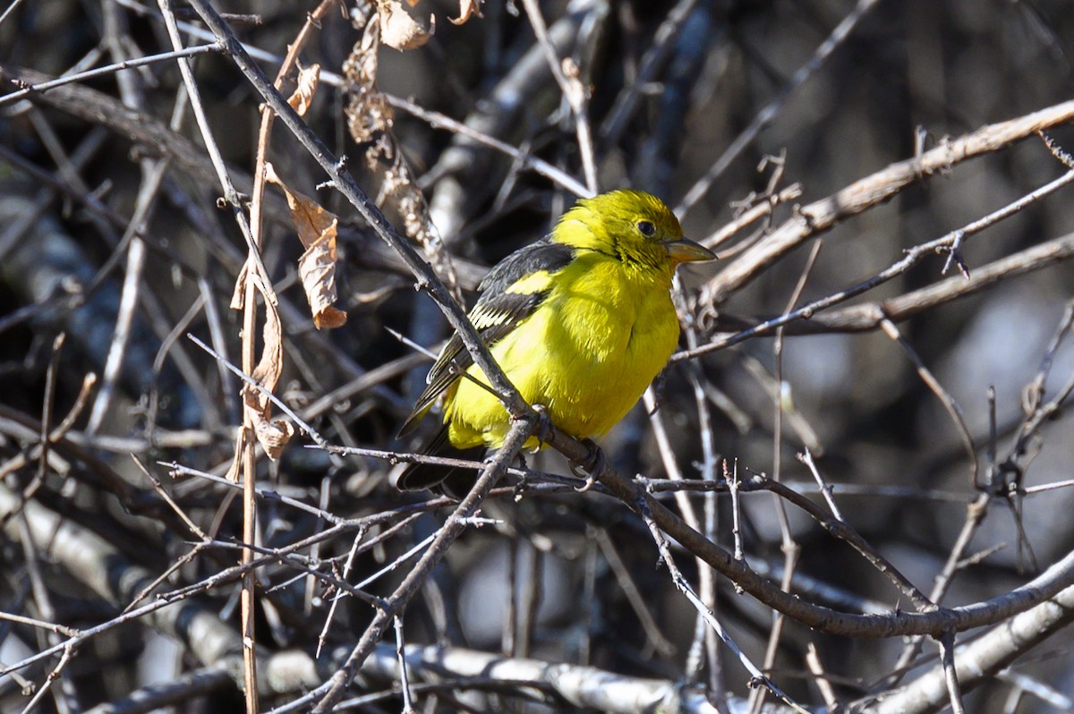 Western Tanager - ML615518724