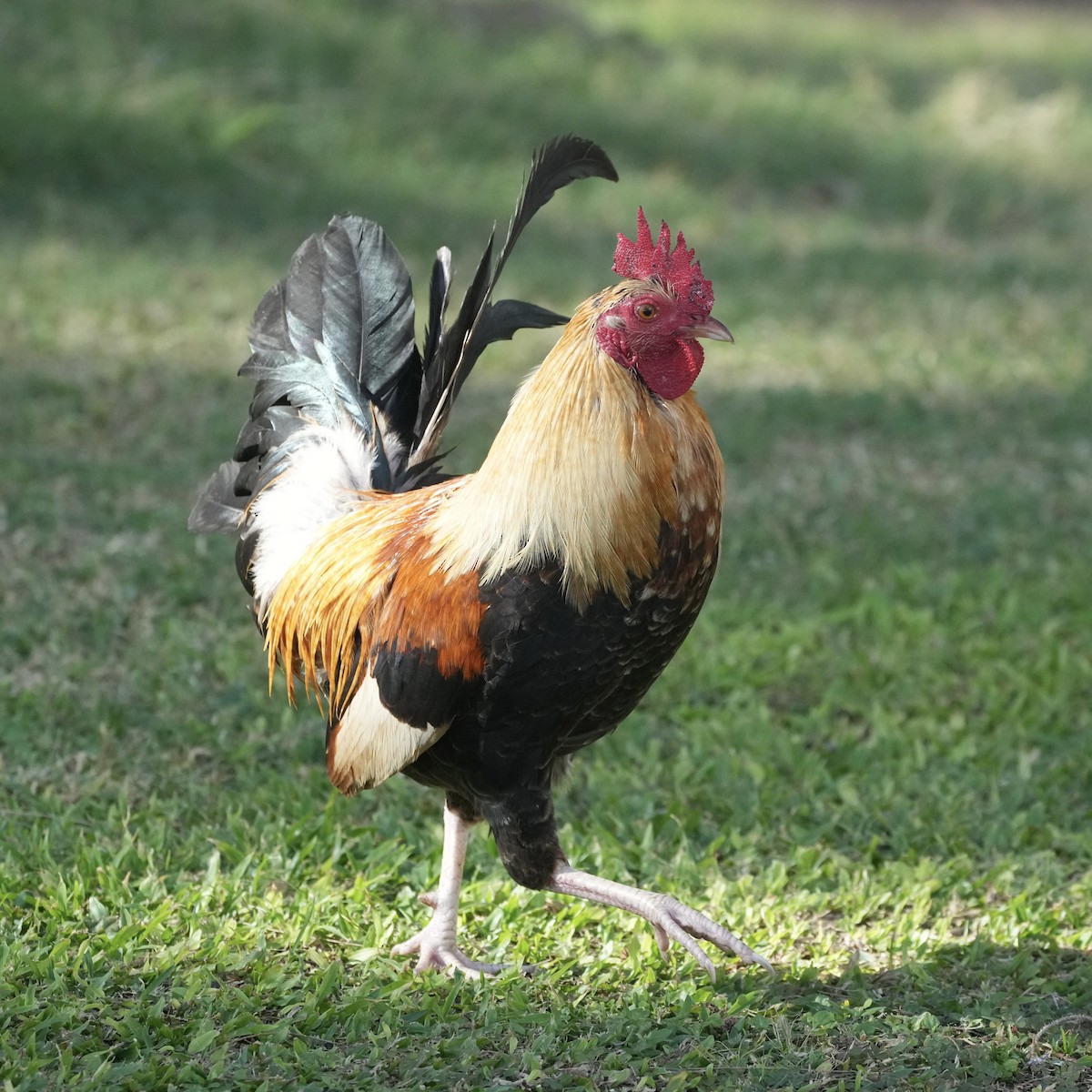 Red Junglefowl (Domestic type) - ML615518743