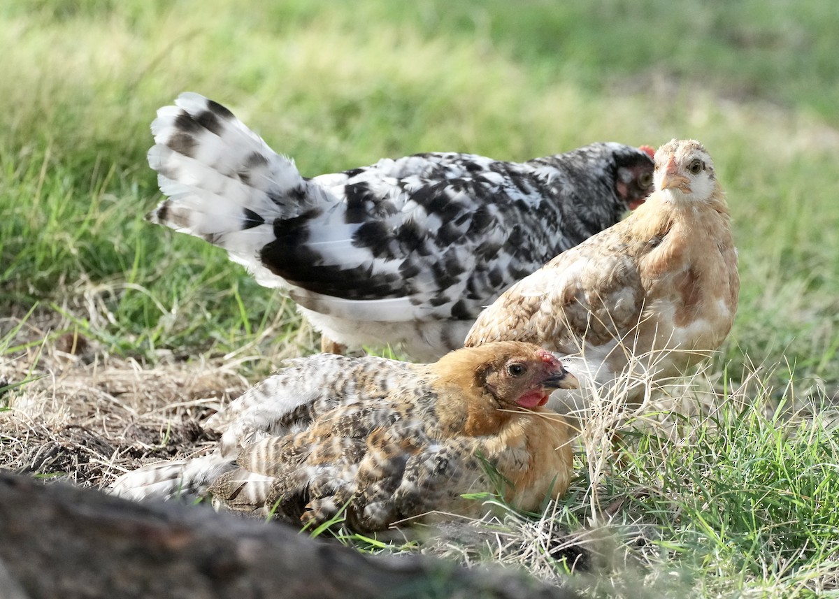 Red Junglefowl (Domestic type) - ML615518745