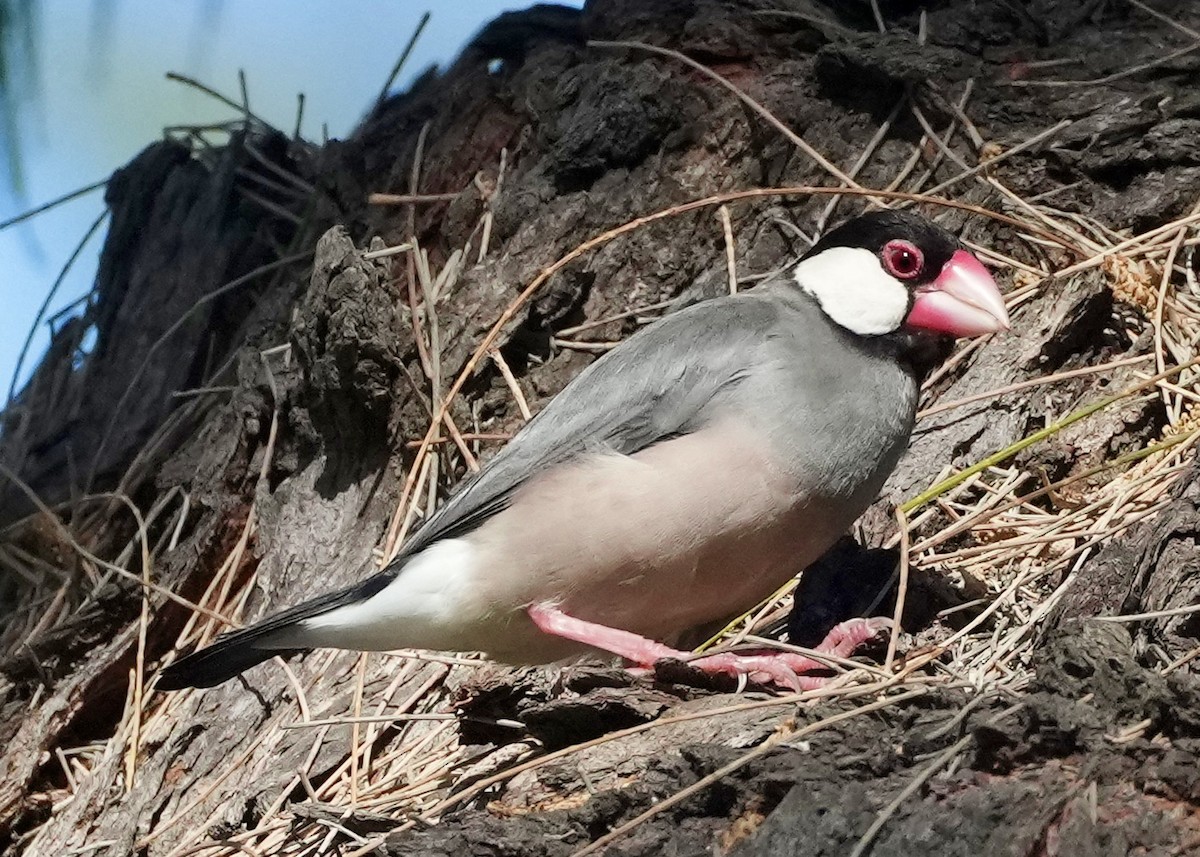 Java Sparrow - Charlene Fan