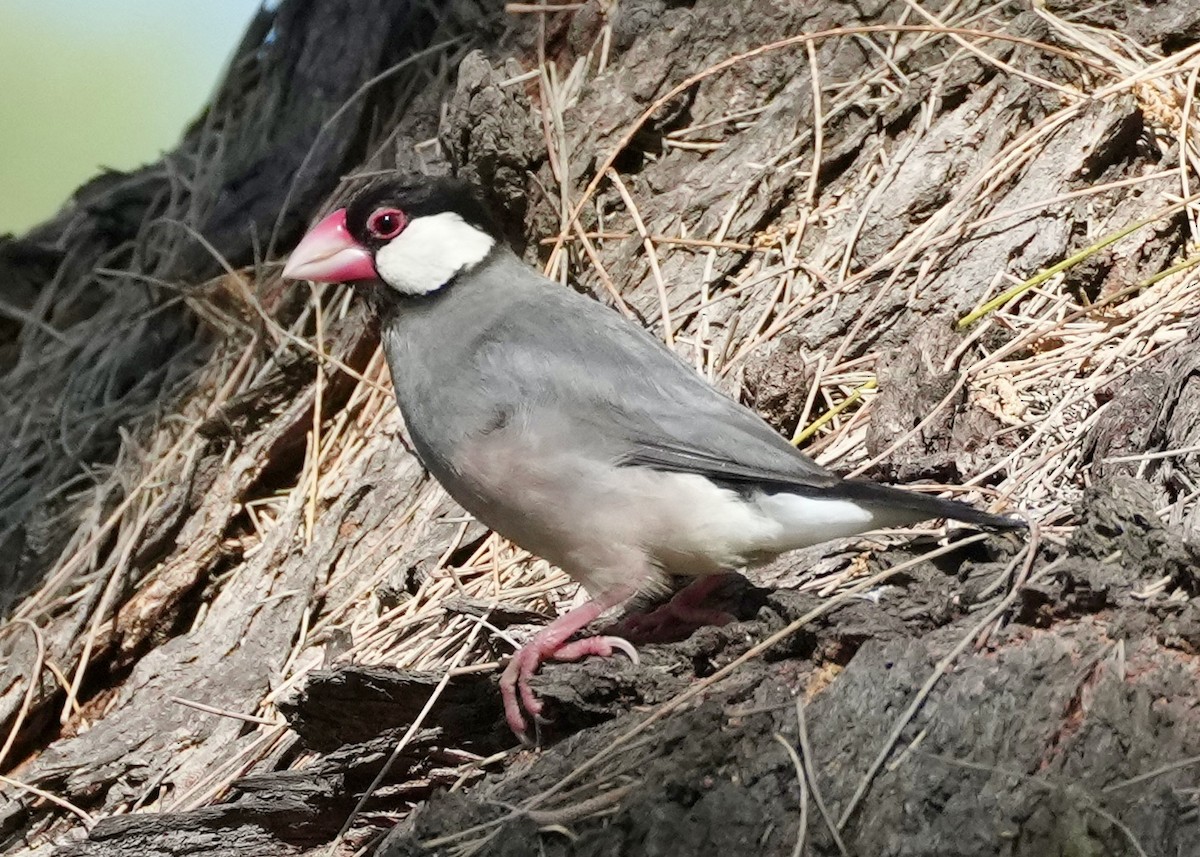 Java Sparrow - Charlene Fan