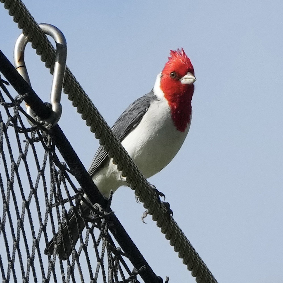Red-crested Cardinal - Charlene Fan