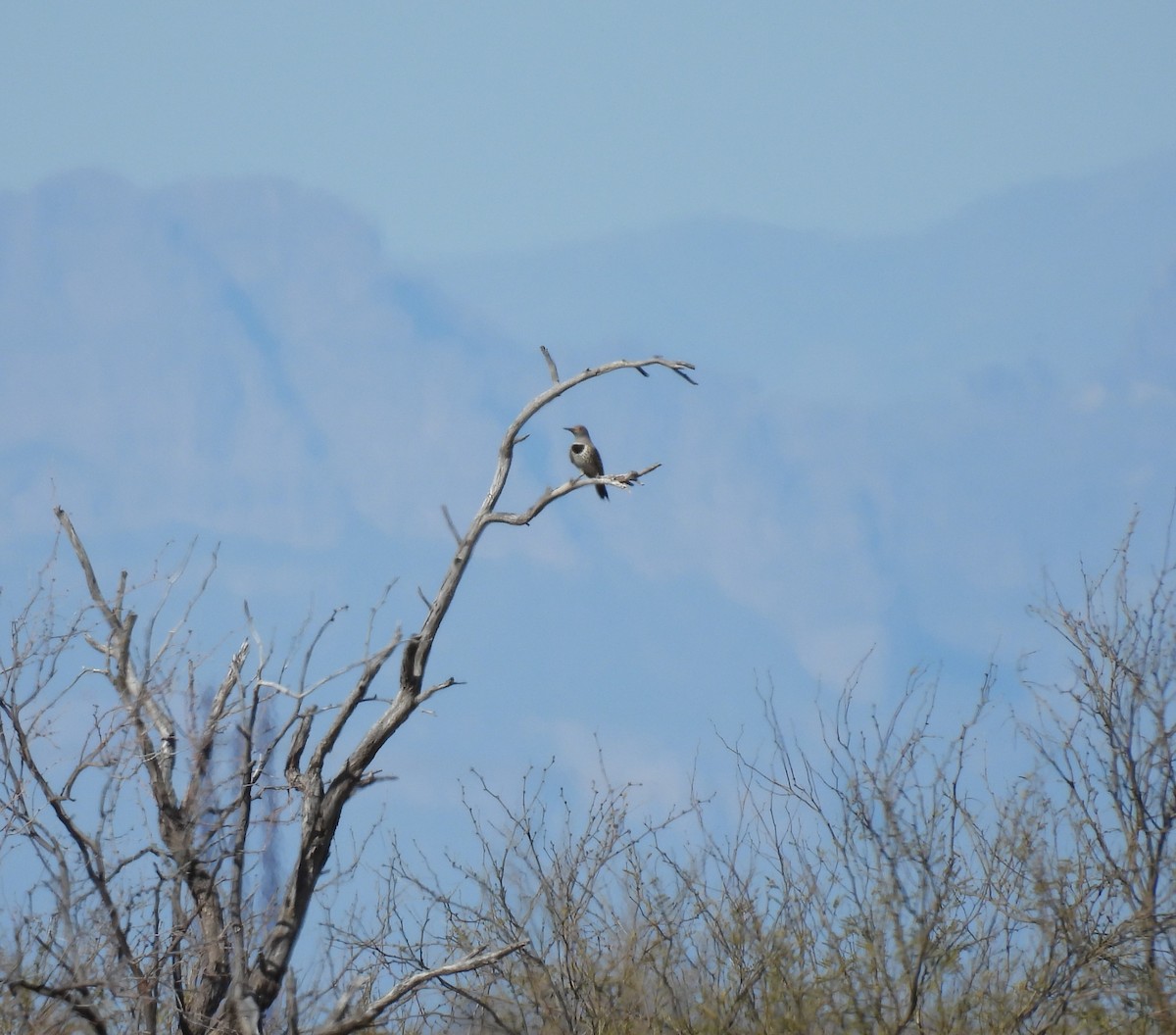 Northern/Gilded Flicker - ML615518776