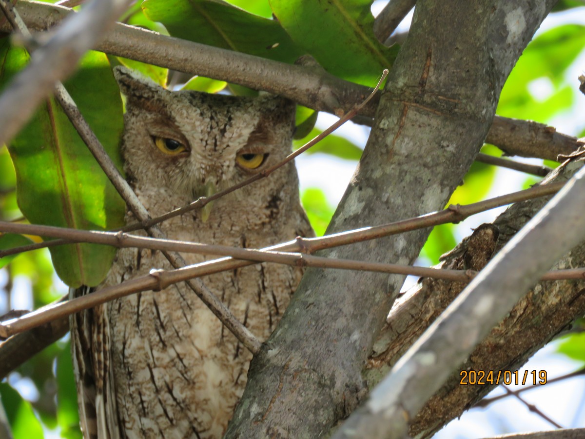 Pacific Screech-Owl - ML615518799