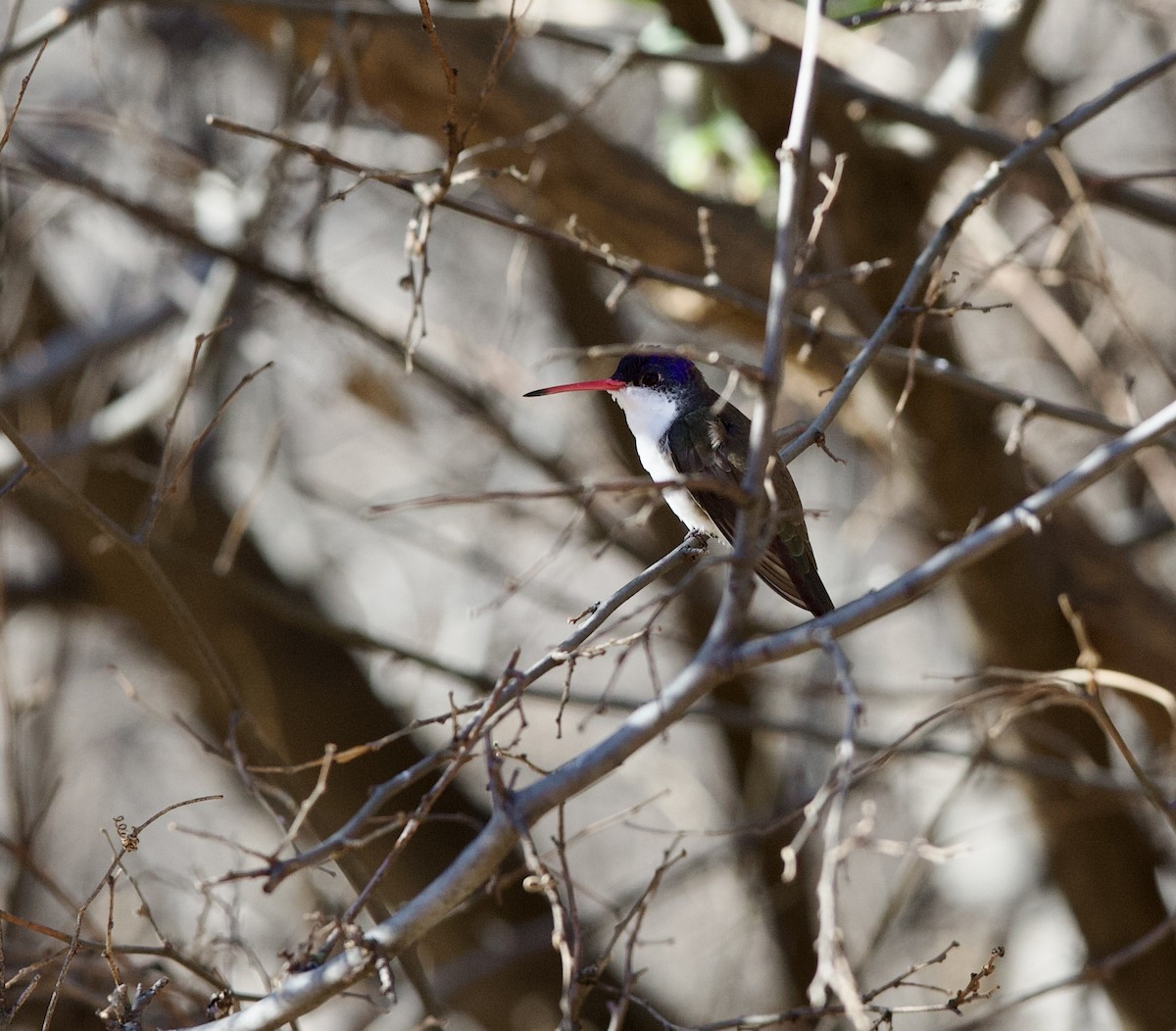 Violet-crowned Hummingbird - ML615518821