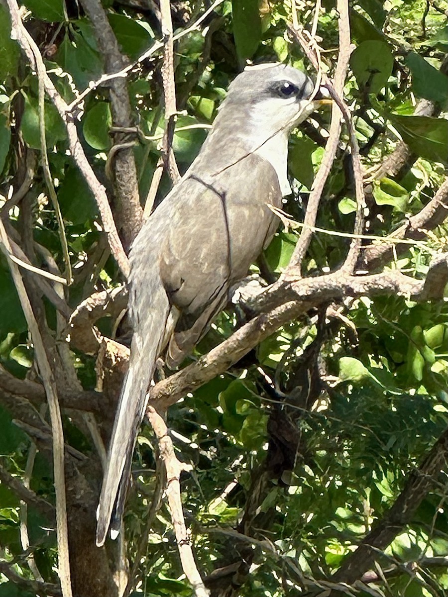 Mangrove Cuckoo - ML615518854