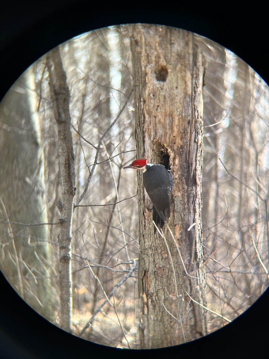 Pileated Woodpecker - ML615518863