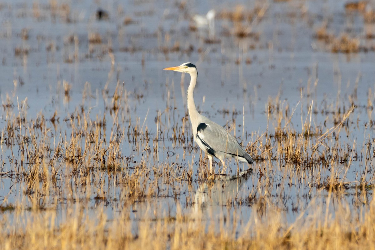 Gray Heron (Gray) - Anonymous