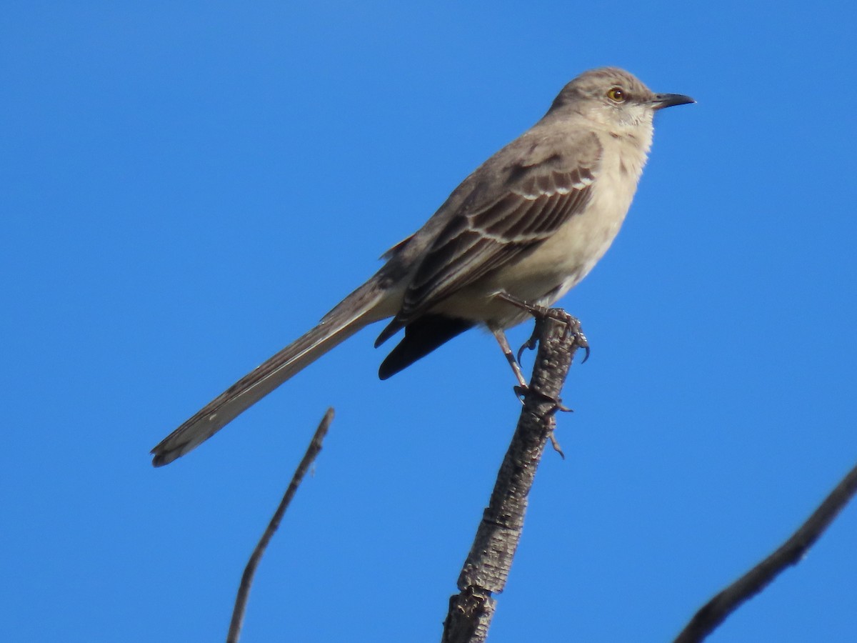 Northern Mockingbird - Donna Bray