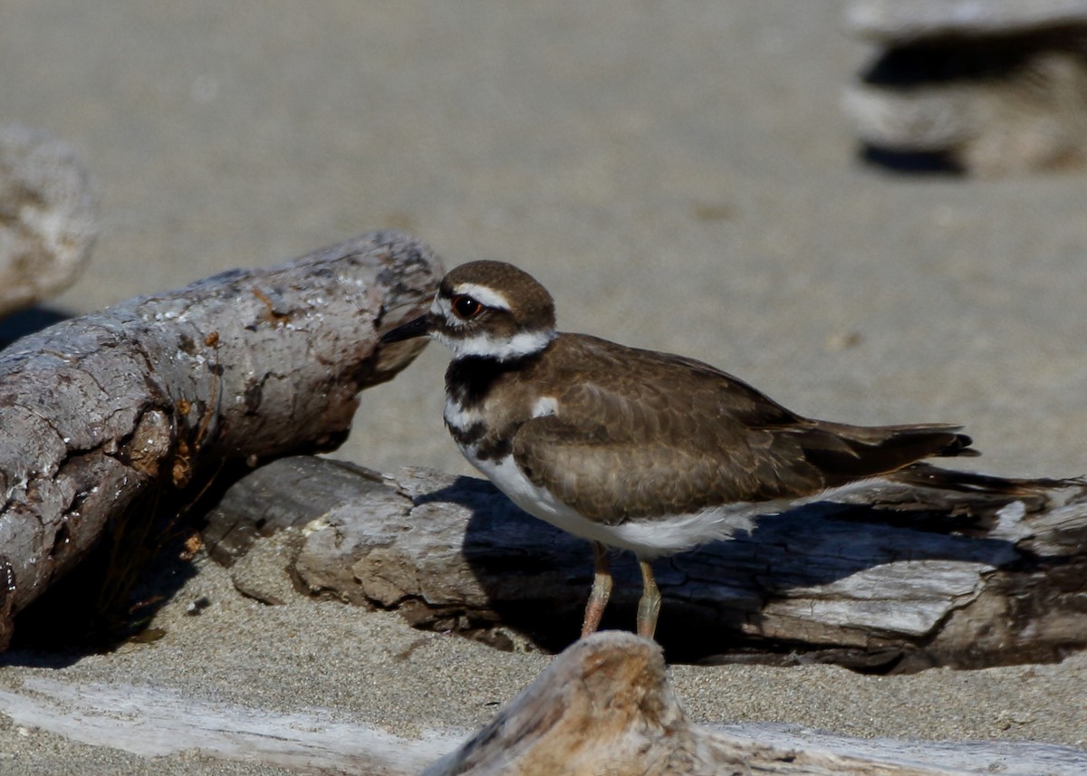 Killdeer - ML615518937