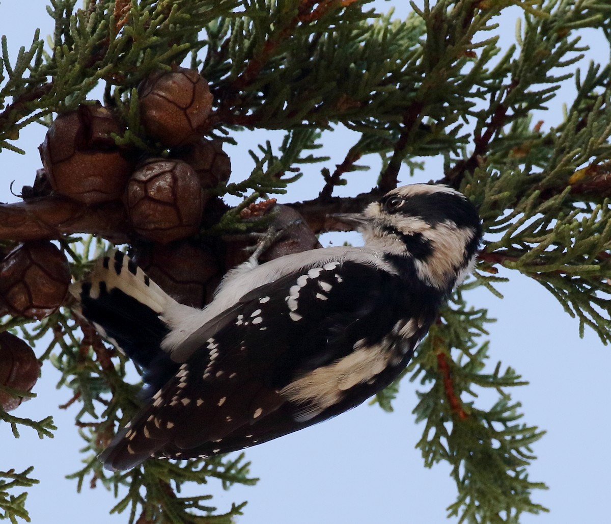 Downy Woodpecker - ML615519123