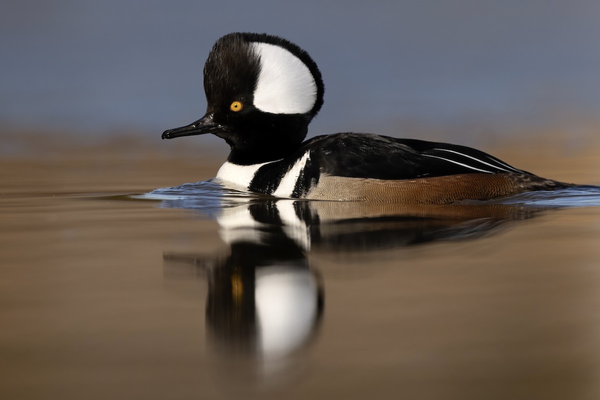 Hooded Merganser - ML615519128