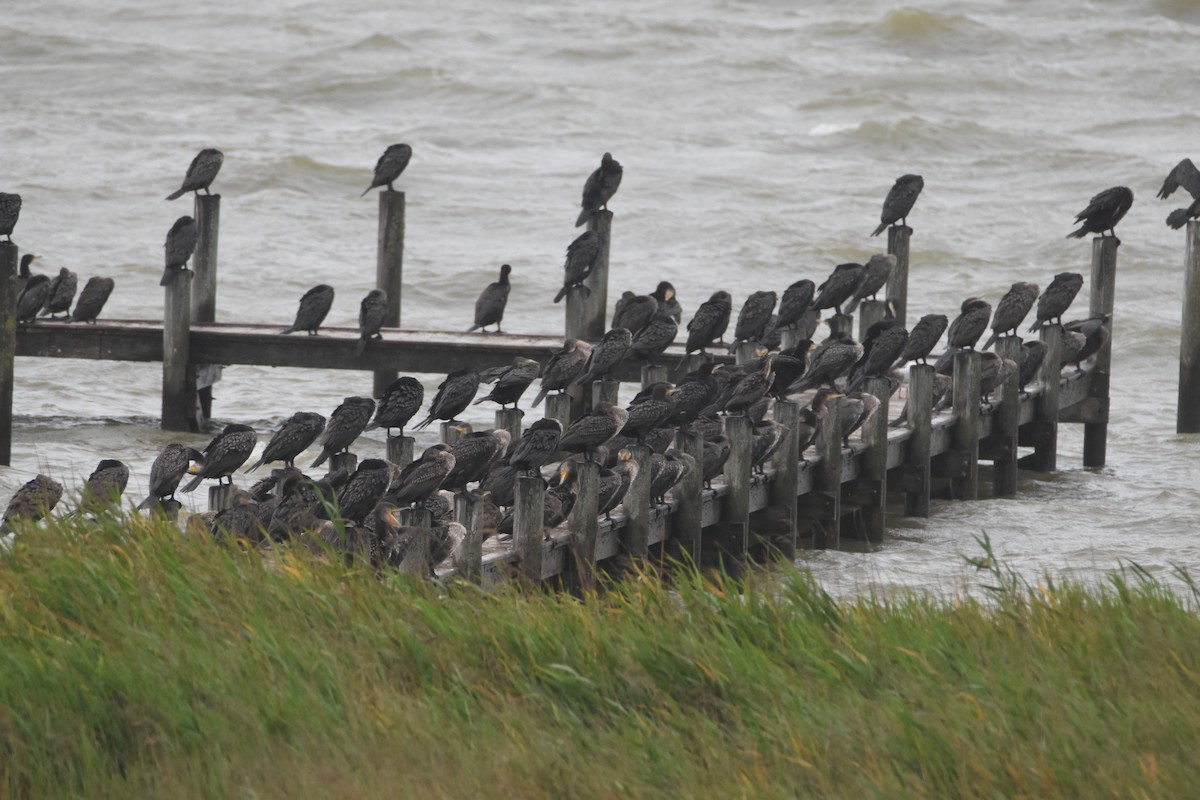 Great Cormorant - ML615519130