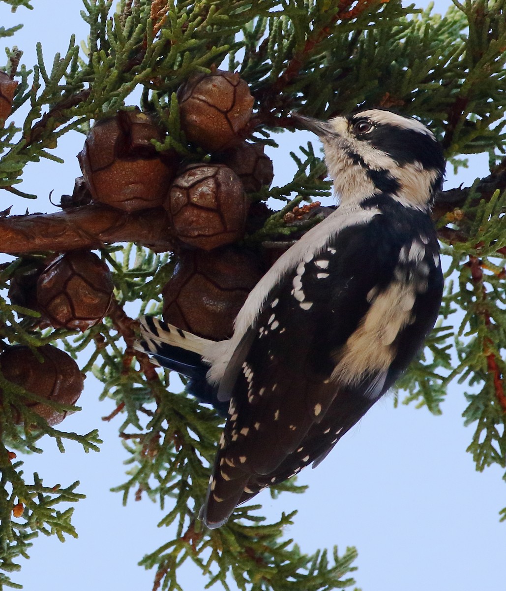 Downy Woodpecker - ML615519152