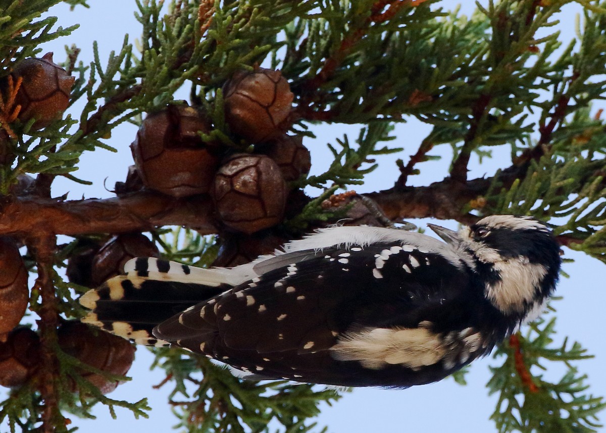 Downy Woodpecker - ML615519176