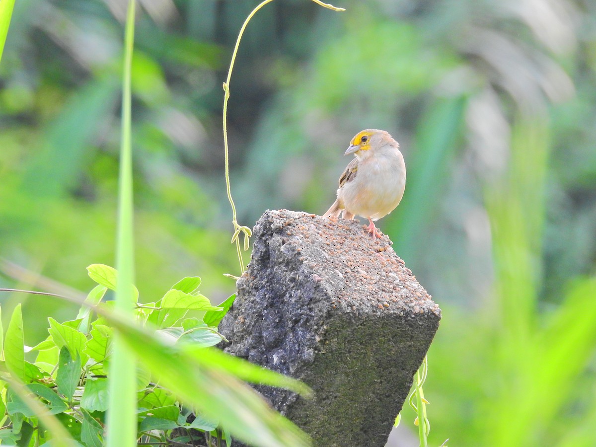Yellow-browed Sparrow - ML615519289