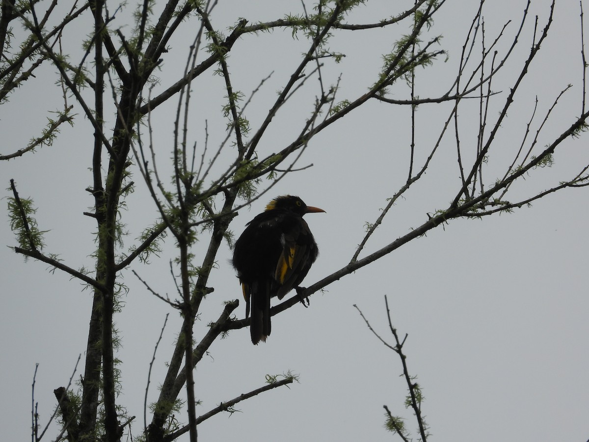 Regent Bowerbird - ML615519329