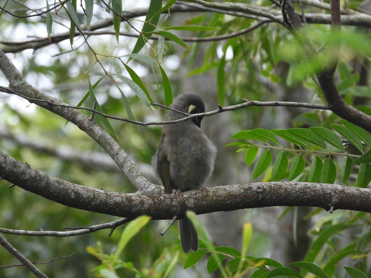 Lewin's Honeyeater - ML615519337